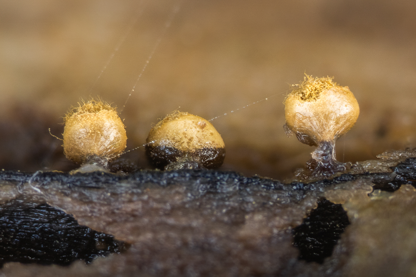 Photo © Barry Webb Hemitrichia serpula by Barry Webb